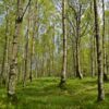 Limpieza de bosques