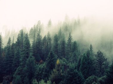 Limpieza de bosques