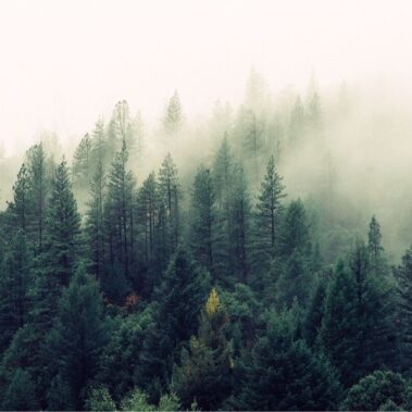 Limpieza de bosques