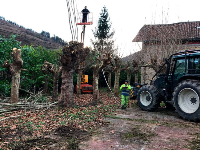 Podas y talas