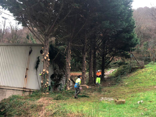 Servicios agroforestales
