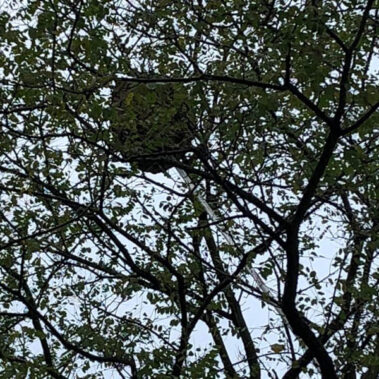 Enjambre de abejas