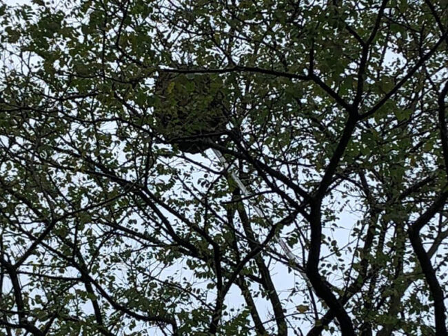 Enjambre de abejas