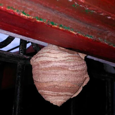 Nido de avispas