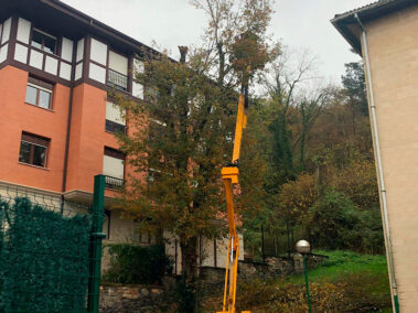 Podas de árboles