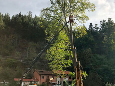 Podas en altura