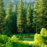 Zona verde bosque